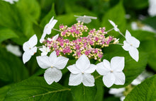 Load image into Gallery viewer, Hydrangeas: Beautiful Varieties For Your Home And Garden